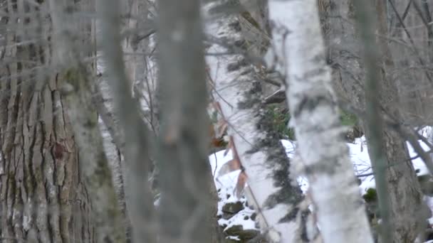 Dense Forest Winter Fox Hiding Trees Distance Canada — Stock Video