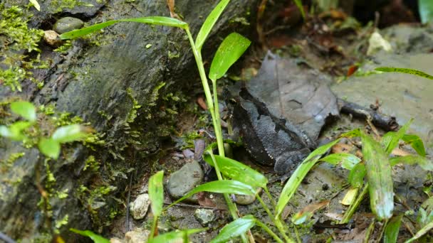 Schwarzer Frosch Mit Graublauem Rücken Der Atmet Und Sich Leicht — Stockvideo