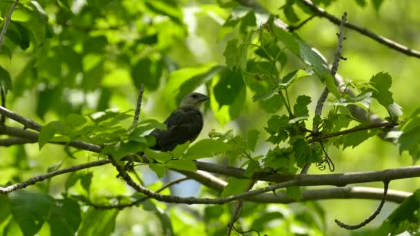 Bird Grooming Quietly While Twisting Head Clean Its Feathers — Stock Video