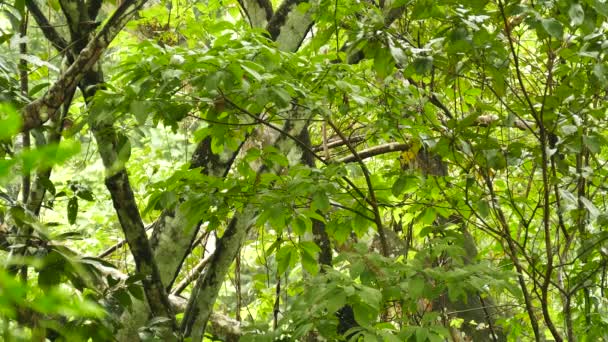 Amplio Plano Densa Selva Panamá Con Pájaro Trepando — Vídeos de Stock