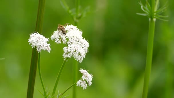 Пчела Кормится Через Крошечные Кусочки Белых Цветов Вершине Свежей Ветки — стоковое видео