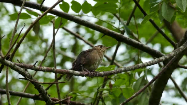House Wren Possibly Vocalising Loudly Branch Panama — Stock Video
