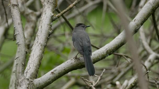 Double Shot Grey Catbird Standing Opened Woods Area Canada — 图库视频影像