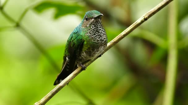 Detalhes Próximos Vistos Nas Penas Das Aves Enquanto Deslizam Ramo — Vídeo de Stock