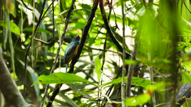 Εξωτικό Πουλί Πορτοκαλί Και Πράσινα Φτερά Σκαρφαλωμένα Στη Ζούγκλα — Αρχείο Βίντεο