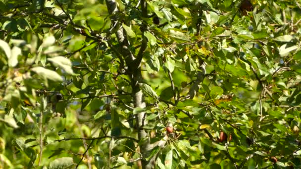 Kleine Opvallende Vogel Foerageert Door Middelgrote Boom Een Mooie Zonnige — Stockvideo