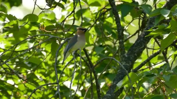 Mooie Ceder Waxwing Vogel Draaien Rond Een Tak Een Zonnige — Stockvideo