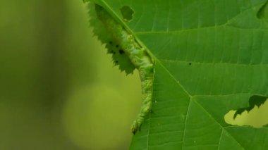 Katıksız bir ormanda yarısı yenmiş bir yaprağa tutunan tırtıl.