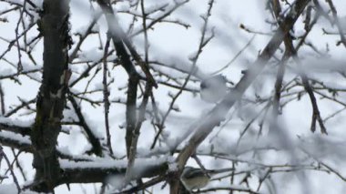 Beyaz göğüslü, arka planda civciv olan karlı ağaçta bir şey.