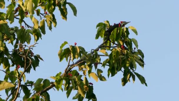 Pileatspecht Schemering Hop Voedergewassen Aan Het Einde Van Magnolia Boom — Stockvideo