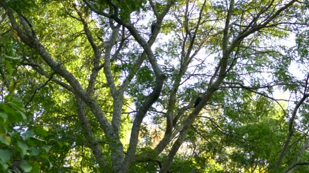 晴れた日に広い枝を開いた木の木のキツツキのペア — ストック動画