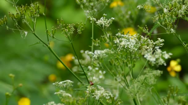 Ladybug Walking Twig Flowery Fields White Yellow Flowers — Stock Video
