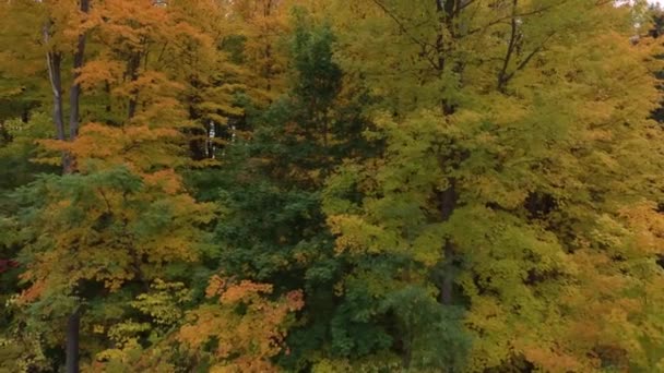 Wald Herbst Zum Perfekten Zeitpunkt Mit Verschiedenen Farbtönen Gesehen — Stockvideo