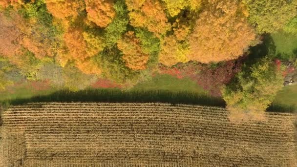 Vista Aérea Delimitación Del Campo Cerca Del Bosque Colores Otoño — Vídeo de stock