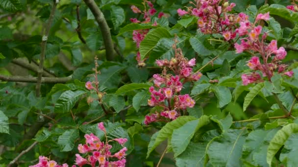 Bumblebee Alimentándose Mientras Cierne Sobre Flores Rosadas Jardín Salvaje — Vídeo de stock
