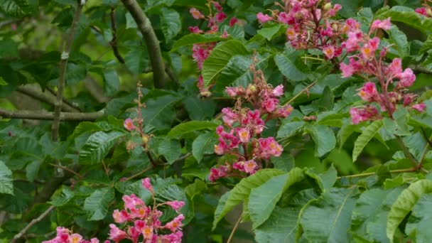 Hommel Foerageert Terwijl Zwevend Boven Roze Bloemen Een Wilde Tuin — Stockvideo