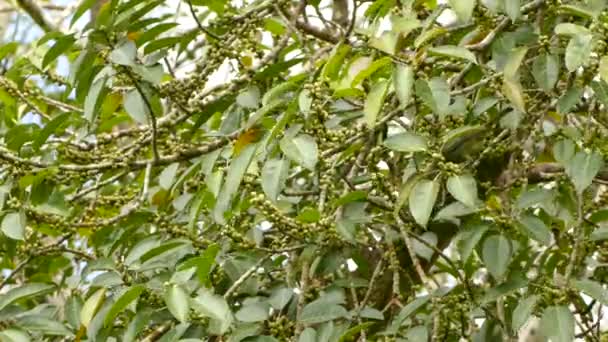 熱帯の木でオリーブ色の鳥が噛んだり 緑の果実を押しつぶしたりして食べます — ストック動画