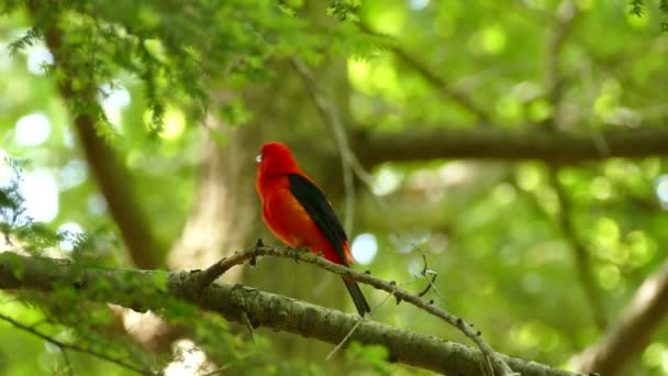 松や葉の森の中で大声で呼び出す赤いタンガーの鳥の鮮明なショット — ストック動画