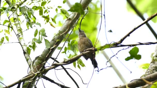 Small Ant Type Bird Perched Resting Panama — Stock Video