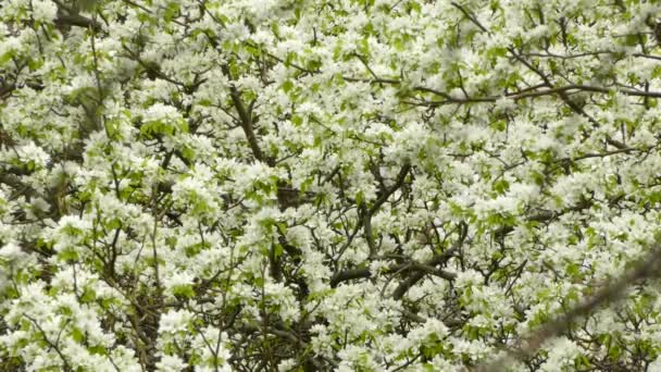 春の移行の間に速く飛び去るウグイスの花の木 — ストック動画