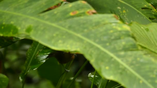 放大鸟群在热带花园跳上植物的镜头 — 图库视频影像