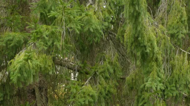 Oiseaux Kinglet Déplaçant Rapidement Travers Des Branches Denses Pin Frais — Video