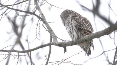 Güzel baykuş yönünü değiştirmeden önce kameraya doğru dönüyor.