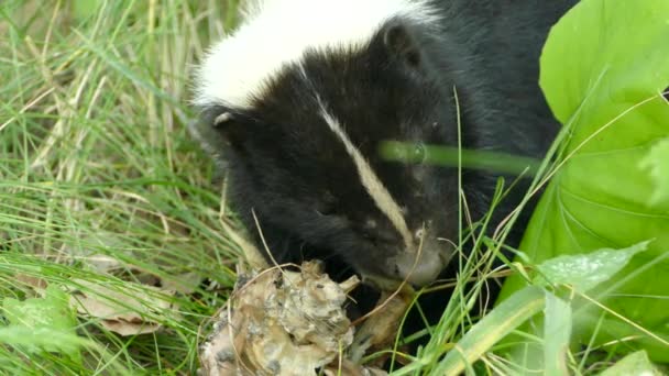 Macro Close Shot Skunk Chewing Unknown Prey Deep Grass — Stock Video