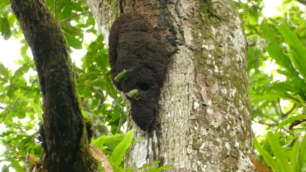 Paire de perroquets suspendus à l'envers sur une grande structure de nidification sous la pluie 
