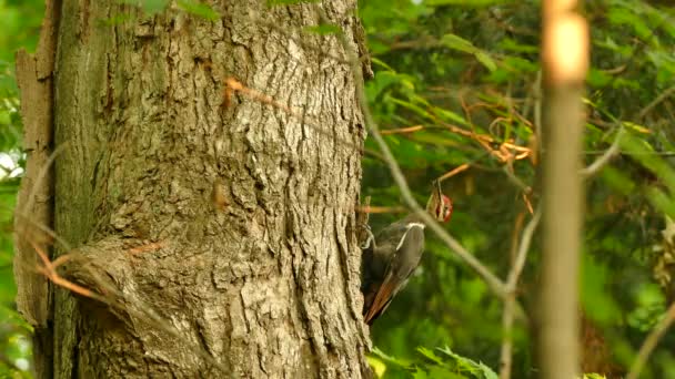 Buntspecht Hebt Von Der Seite Eines Großen Baumstammes Wald — Stockvideo