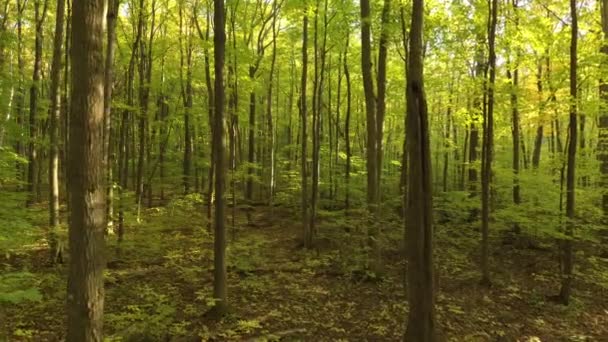 Prachtig Bos Herfst Gezien Door Drone Die Langzaam Vooruit Omlaag — Stockvideo