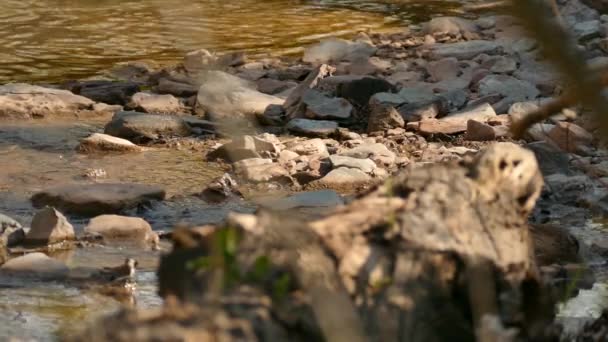 Воробей Летит Скалистого Берега Небольшого Потока Мирной Воды — стоковое видео