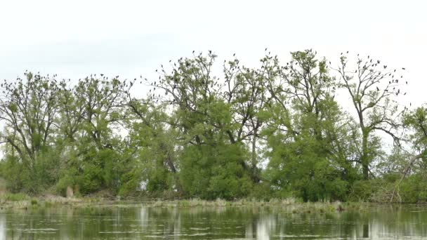 Cientos Aves Cormoranas Posadas Sobre Árboles Moribundos Canadá — Vídeo de stock