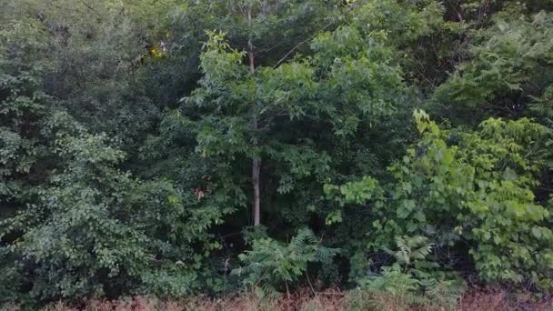 Enfoque Deslizamiento Lento Hacia Bosques Densos Verano Canadá — Vídeo de stock