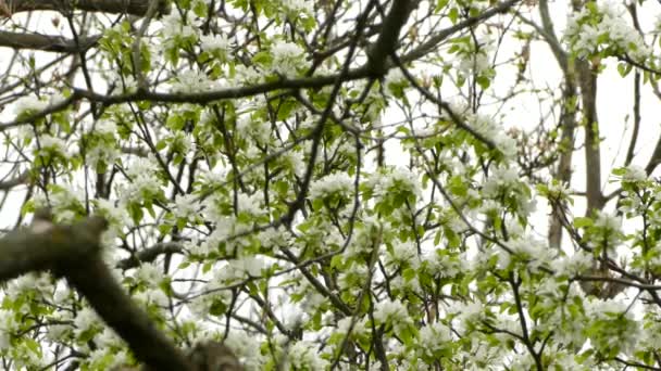 Multi Záběry Connecticut Bubeník Pták Poskakování Rychle Krásné Květinového Stromu — Stock video