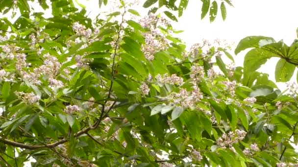 Two Song Birds Tree Full Flowers One Them Flying Away — Stock Video