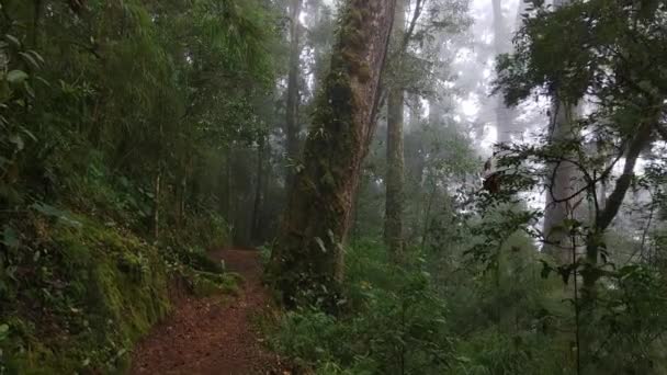 Incroyable Forêt Nuageuse Pure Amérique Centrale Vue Sur Caméra Cardan — Video