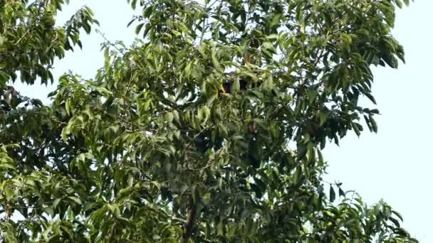 Kastanj Mandible Toucan Upp Panamaträd Del — Stockvideo