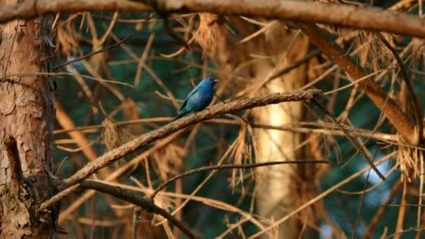 Luz Suave Del Sol Brilla Hermoso Pájaro Azul Añil Bunting — Vídeos de Stock