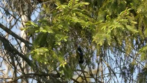 Superbe Petit Oiseau Magnolia Paruline Déplaçant Rapidement Dans Arbre Aux — Video