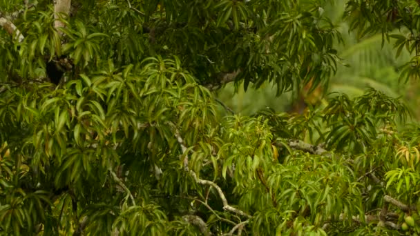 Ampliata Una Sequenza Minuto Albero Con Uccelli Veloci Che Saltano — Video Stock