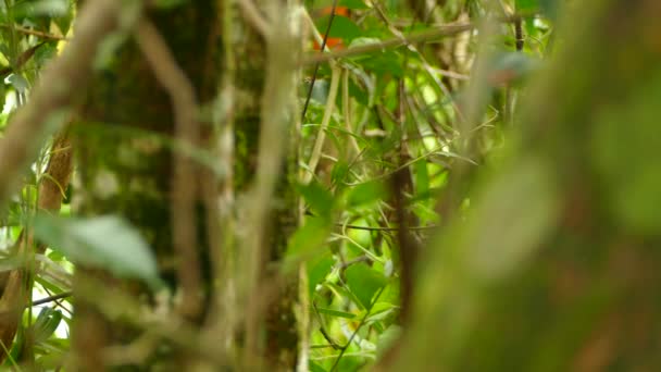 Прекрасная Рыжая Камышовка Дикой Природе Южной Америке — стоковое видео