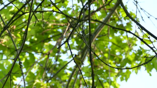 Behoorlijk Hooded Warbler Neergestreken Een Boom Verblijf Daar Aan Het — Stockvideo