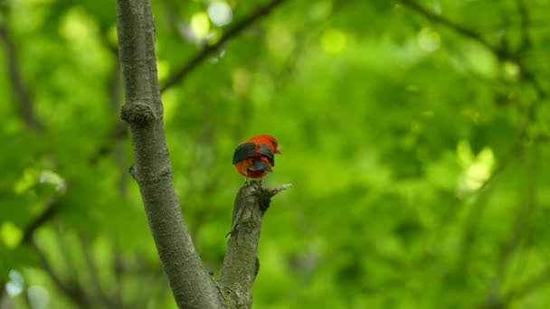 Bonito Tiro Tanager Escarlata Cantando Naturaleza Mientras Encaramado Encima Una — Vídeo de stock