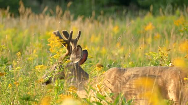 Rotwild Biegt Großen Hals Sich Der Abenddämmerung Vom Boden Ernähren — Stockvideo