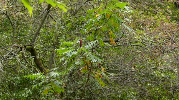 Escena Forestal Muy Concurrida Los Bosques Salvajes Canadá Con Aves — Vídeos de Stock