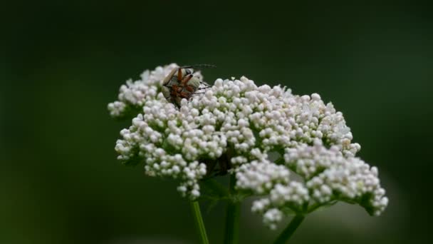 Two Bugs Slightly Moving While Mating Atop White Bushy Flower — Stock Video