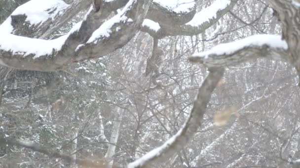 Grande Ave Rapina Empoleirada Florestas Nevadas Durante Dia Inverno Nublado — Vídeo de Stock