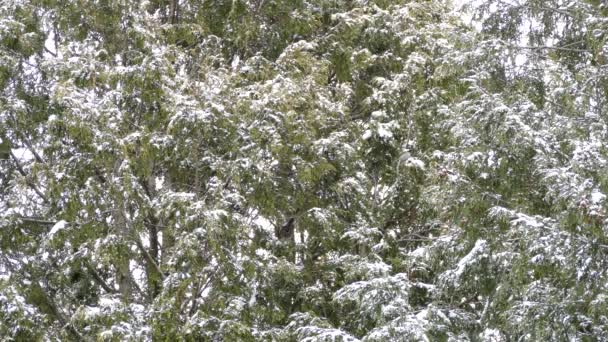 Красивый Зимний Пейзаж Птицей Движущейся Ветвям Кедра Снегом — стоковое видео