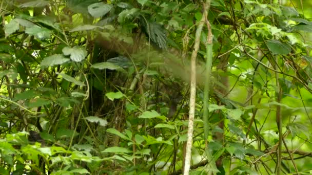 Schöner Vogel Auf Natürlichem Hintergrund — Stockvideo